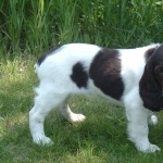 Russian Spaniel widescreen