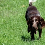 Saint-Usuge Spaniel high definition photo