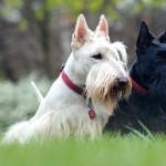 Scottish Terrier new wallpapers