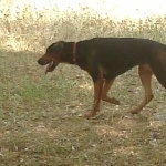 Serbian Hound image