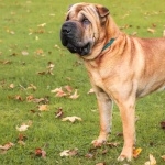 Shar Pei free download