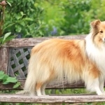 Shetland Sheepdog hd wallpaper