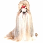 Shih Tzu image