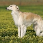 Silken Windhound cute