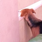 Sinhala Hound breed