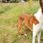 Smooth Collie new wallpapers