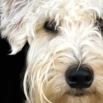 Soft-Coated Wheaten Terrier new wallpapers