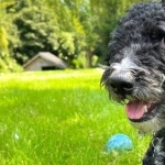 Spanish Water Dog free wallpapers