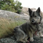 Swedish Vallhund desktop wallpaper