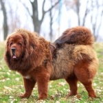 Tibetan Mastiff funny