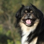 Tibetan Spaniel free