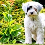 Tibetan Terrier 2025