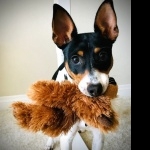 Toy Fox Terrier 1080p