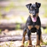 Toy Manchester Terrier background