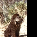 Tweed Water Spaniel hd