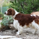 Welsh Springer Spaniel download wallpaper