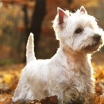 West Highland White Terrier 2025