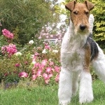 Wire Fox Terrier free download