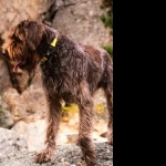 Wirehaired Pointing Griffon hd pics