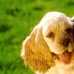 Alpine Spaniel image