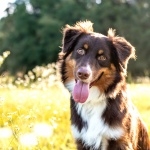 Australian Shepherd high definition wallpapers