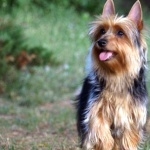 Australian Silky Terrier wallpapers