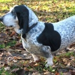 Basset Bleu de Gascogne wallpapers hd