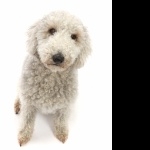 Bedlington Terrier funny