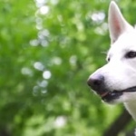 Berger Blanc Suisse wallpapers for desktop