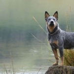 Blue Heeler pic