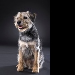 Border Terrier free