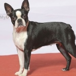 Boston Terrier breed