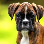 Boxer breed hd desktop