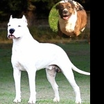 Brazilian Dogo high definition photo