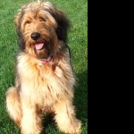 Briard images