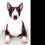 Bull Terrier (Miniature) hd desktop