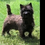 Cairn Terrier new wallpaper