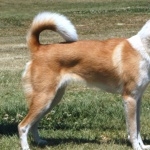 Canaan Dog free download