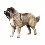 Caucasian Shepherd Dog free