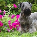 Cesky Terrier pics