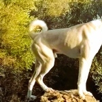 Cretan Hound high definition wallpapers