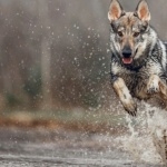 Czechoslovak Wolfdog background