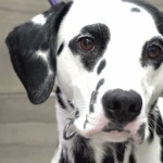 Dalmatian breed high quality wallpapers