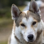 East Siberian Laika free