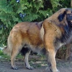 Estrela Mountain Dog pics