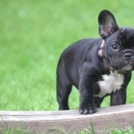 French Bulldog photo