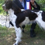 French Spaniel full hd