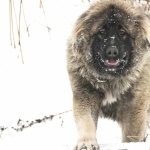 Georgian Shepherd Dog funny