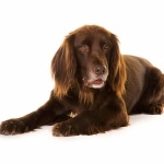 German Longhaired Pointer hd wallpaper