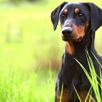 German Pinscher cute